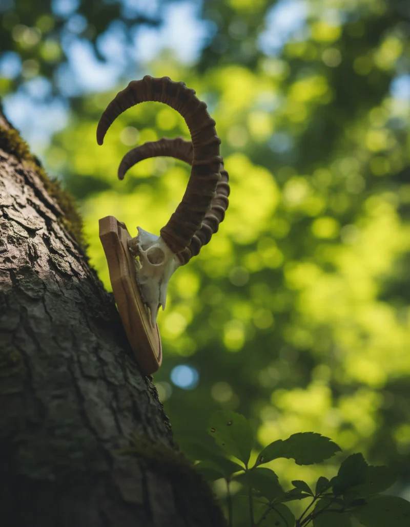 steinbock trophäe freisteller Profile View Kopie 19 800x1029