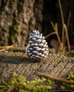 Zapfen mit Schnee Anstecker – handgemacht von Undermountain (Ansicht 4)